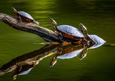 Painted Turtles Photograph