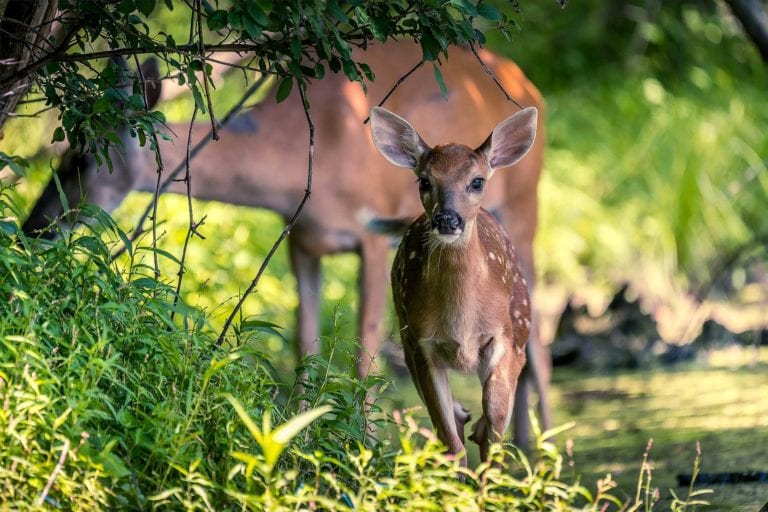 Fawn and Doe Nature Photo